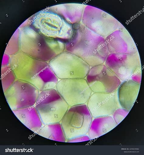 rhoeo leaf|rhoeo leaf under microscope.